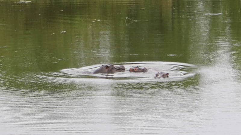 Hippos at Stonehurst