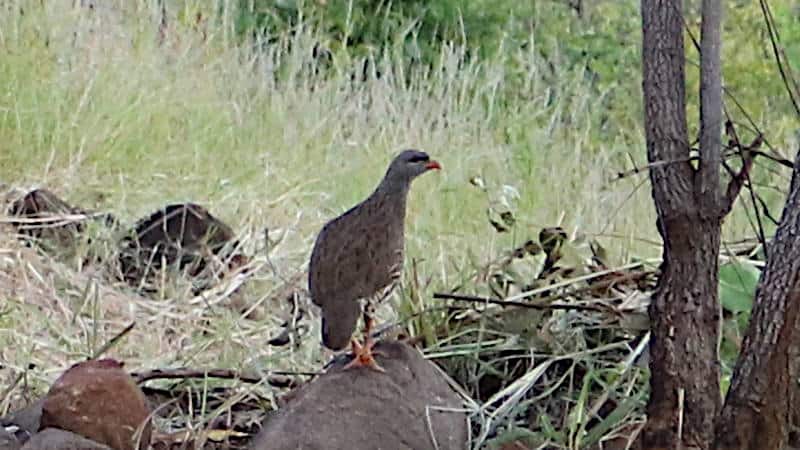 Sekebelo Francolin