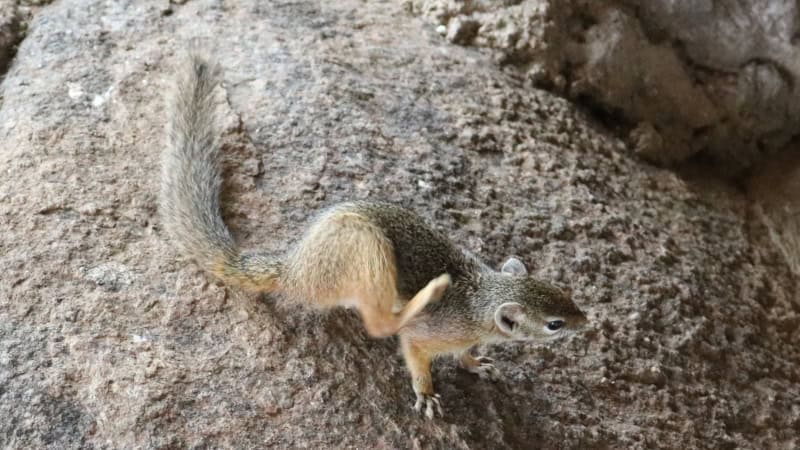 Sekebelo Squirrel