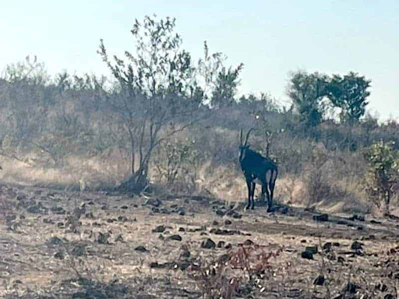 Gemsbok in Matetsi