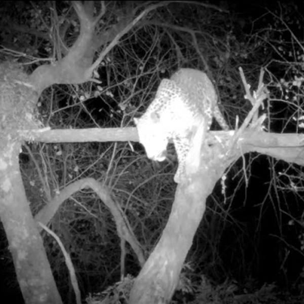 Leopard at Night in Tree