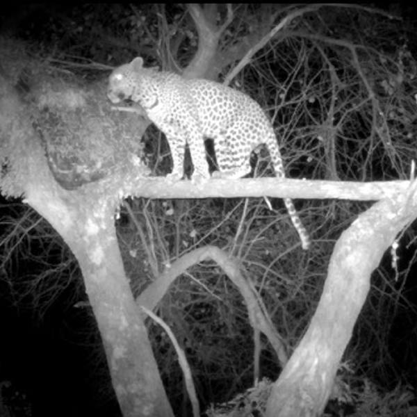 Leopard in Tree with Prey