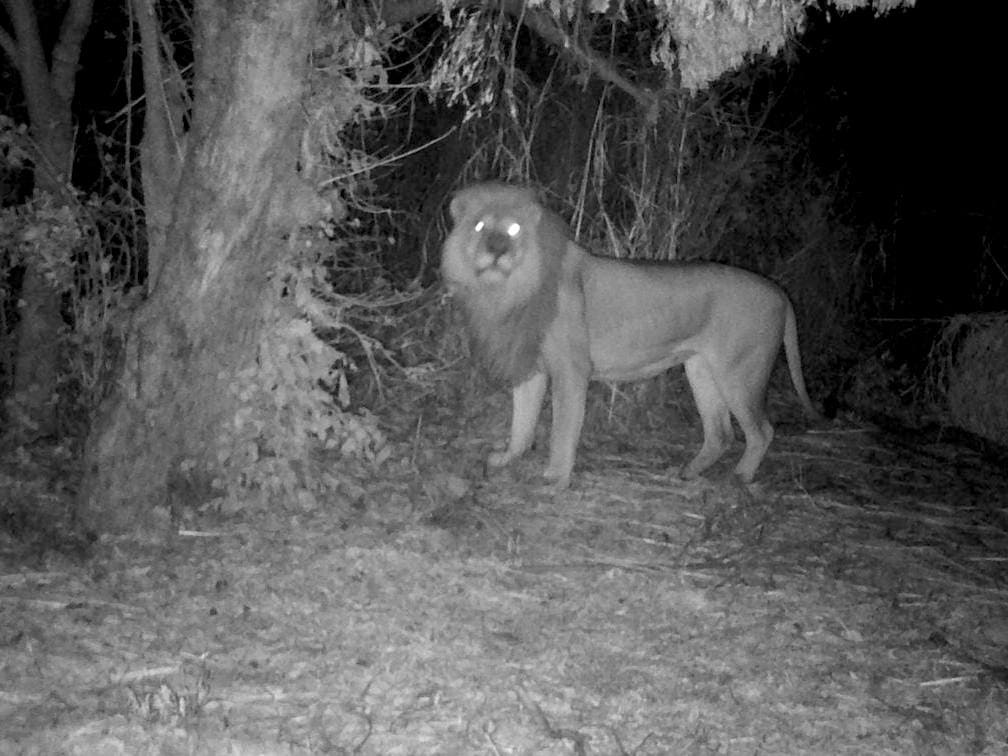 Lion Caught on Trail Cam