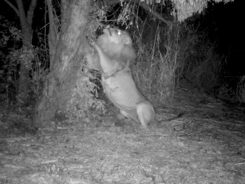 Lion Night Image