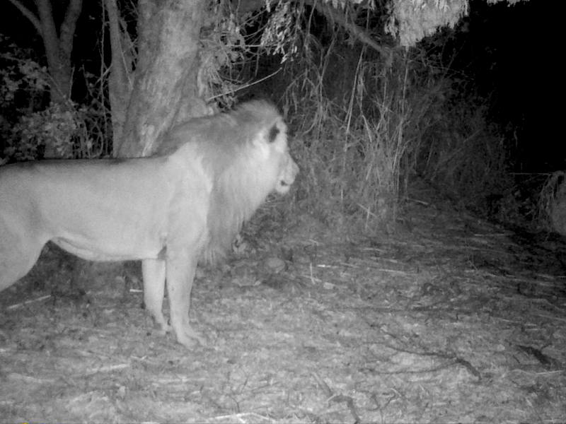 Lion Night Shot