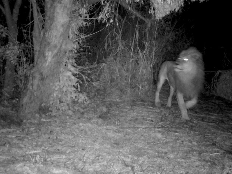 Lion on Trail Cam