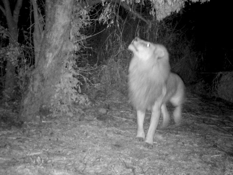 Night Image of Lion