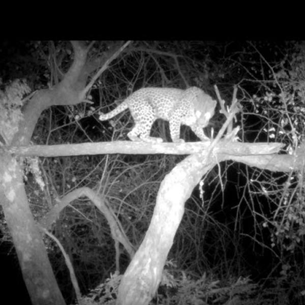 Night Video of African Leopard
