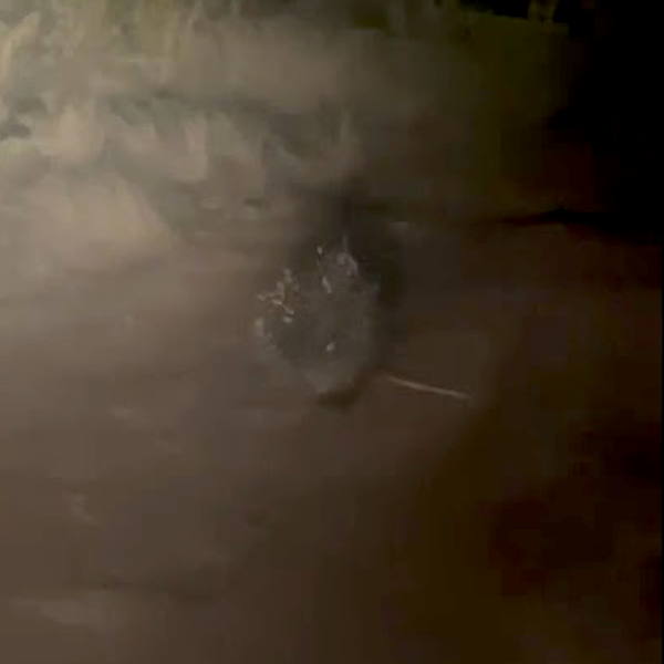 Porcupine