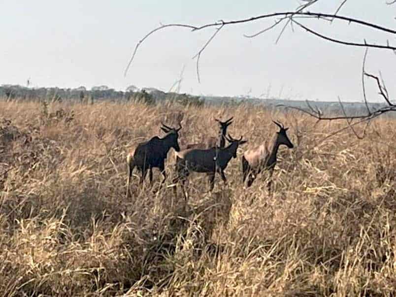 Tsessebe Herd