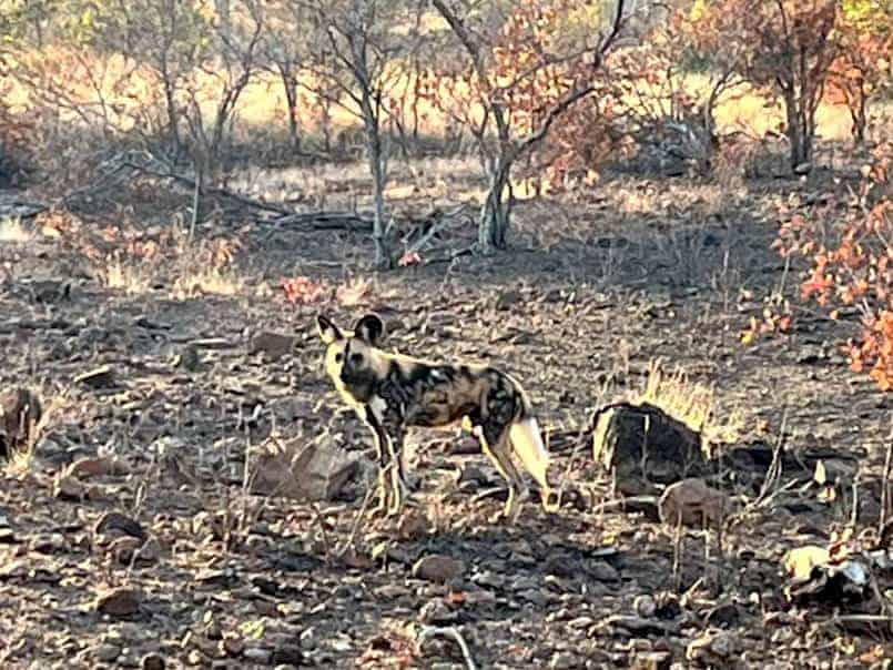 Wild Dog in Matetsi