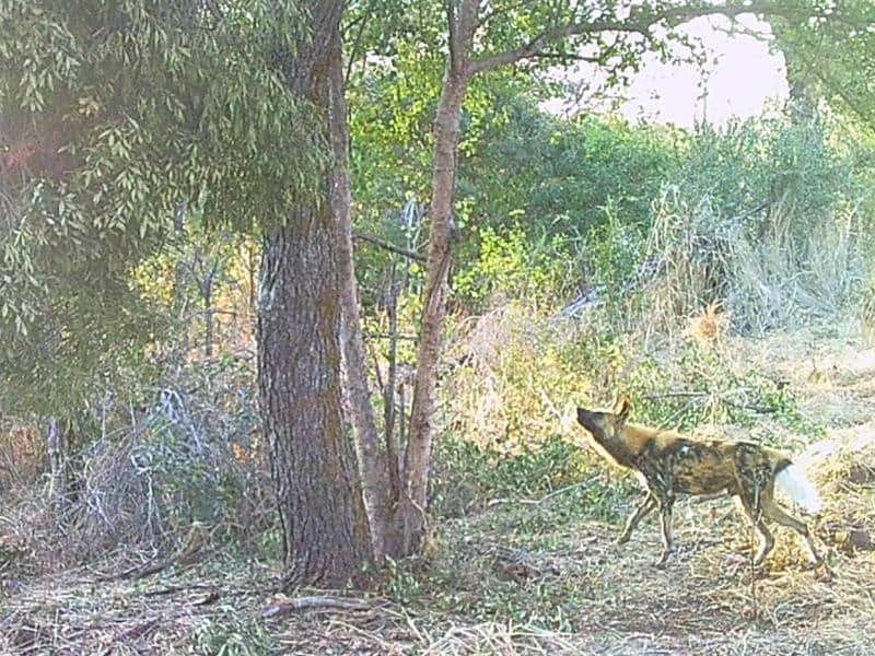 Wild Dog