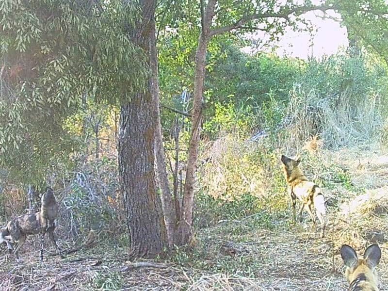 Wild Dogs Trail Cam
